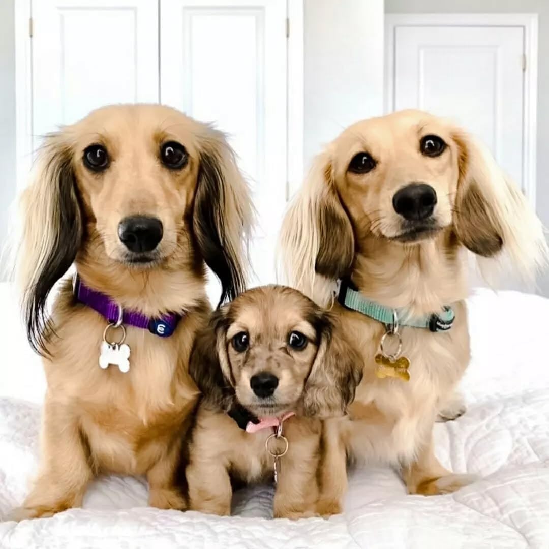 Blueberry Pet Essentials Small Dog Collar in Fuchsia Pink | Adjustable & Eco-Friendly Durable Nylon Strap | Classic Collar for Small Dogs, Boy & Girl Pets