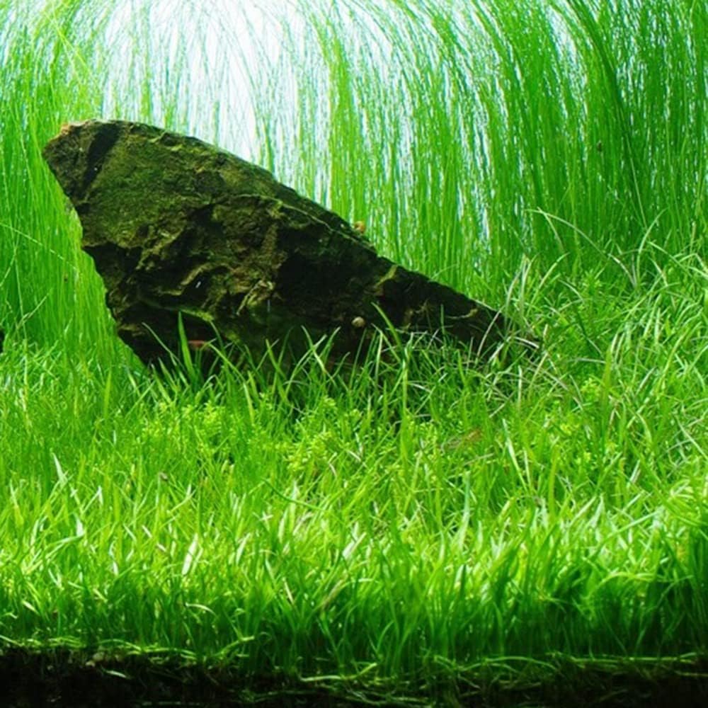 Aquarium Plants Discounts Potted Tall Hairgrass by AquaLeaf Aquatics - Easy Aquatic Live Plant- (Potted Tall Hairgrass, 3 Pack)