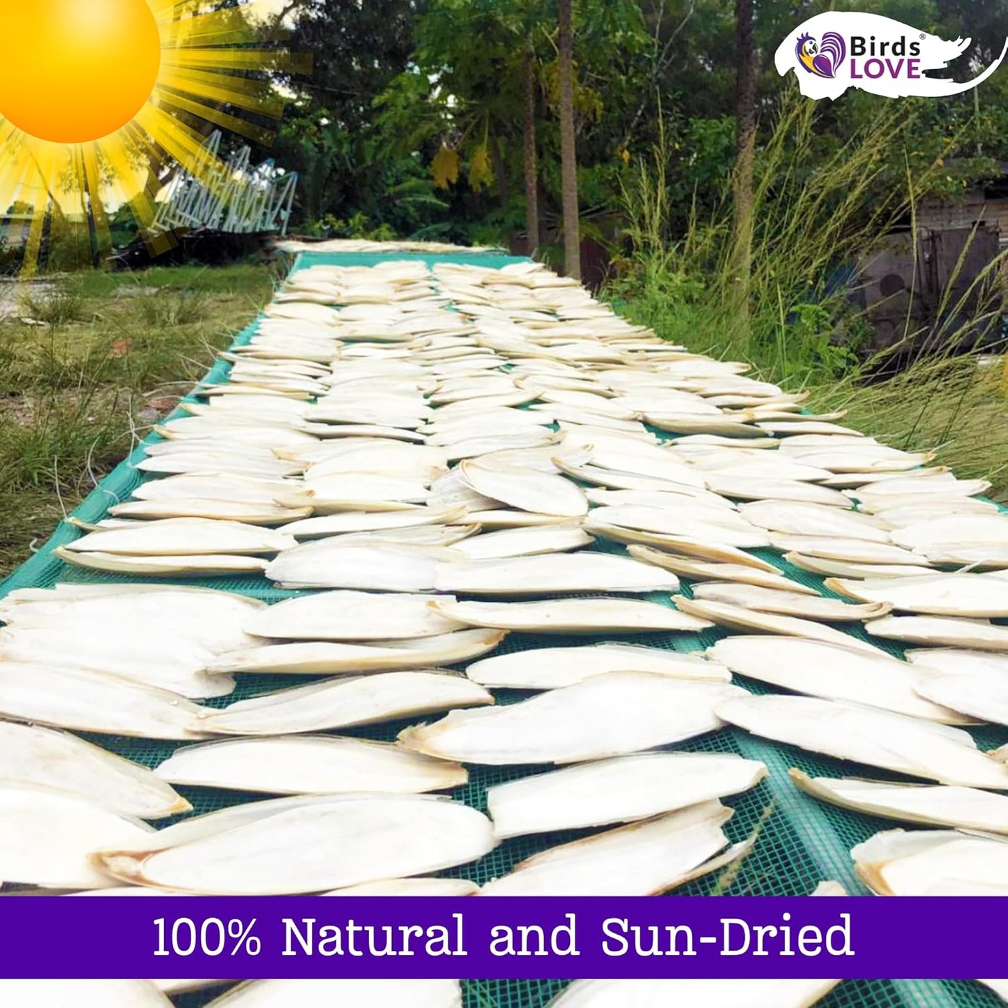 Birds LOVE Natural Cuttlebone – Premium Calcium & Trace Mineral Supplement for Avian Species, Tortoises, and Snails – Pure Cuttlebone for Parakeets and All Birds - 12 Pack, Size 3.5 to 4"