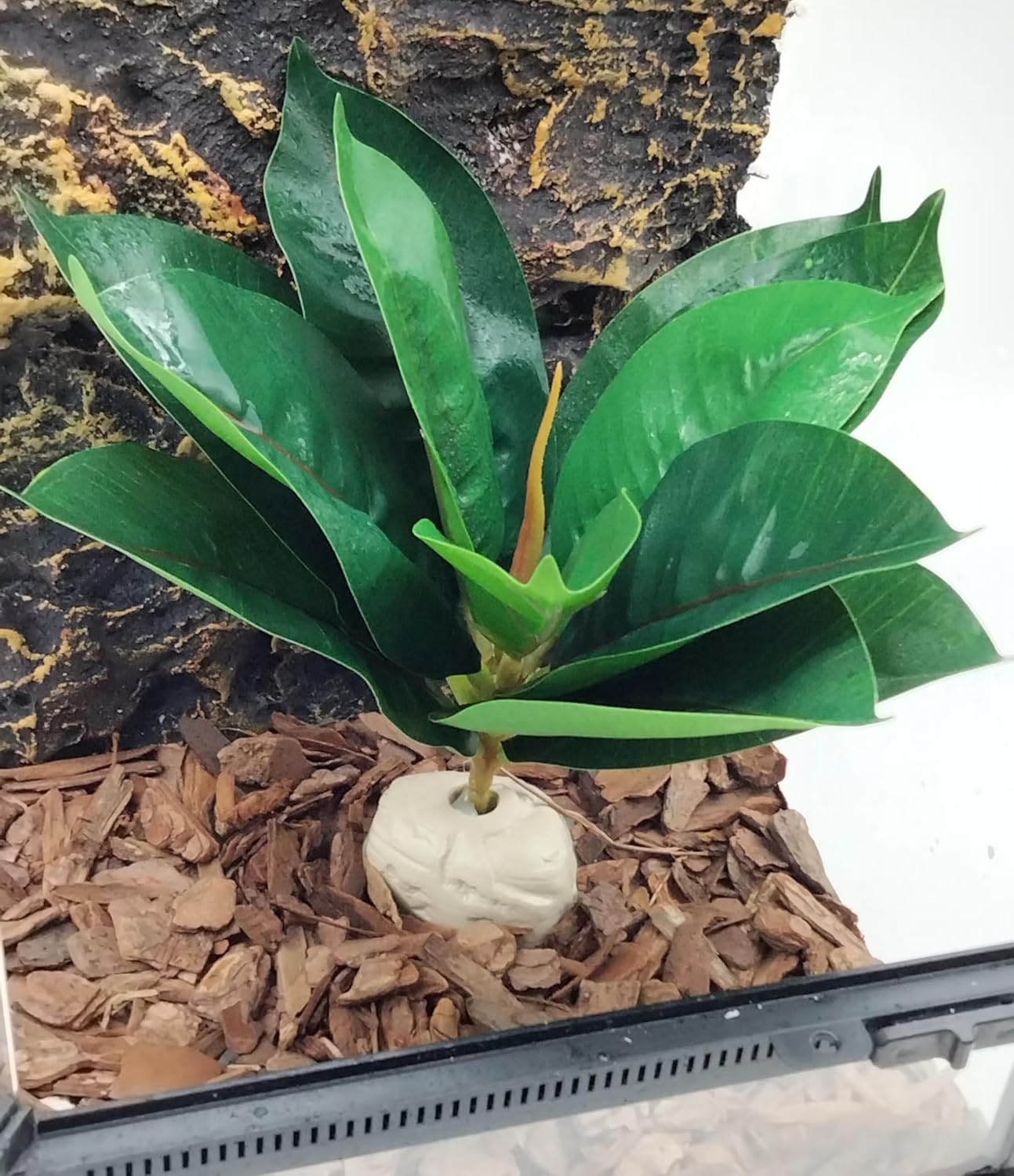 Reptile Plants Terrarium Reptile Tank Decorations for Bearded Dragon Lizard Snake Geckos Chameleon Amphibian Habitat Terrarium Decor (Green)