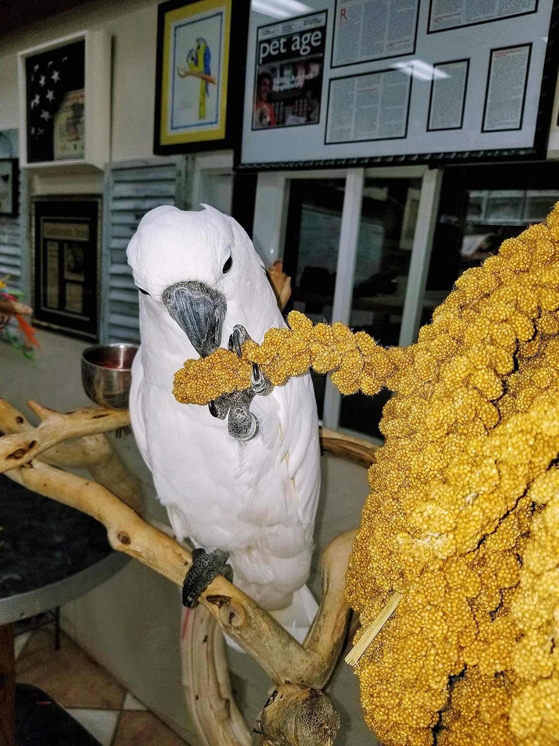 Birds LOVE Wholesome & Lovely Spray Millet | GMO Free (No Stems Only Edible Tops) for Parrots Birds Cockatiel Lovebird Parakeet Finch Canary All Parrots Healthy Treat -25lbs