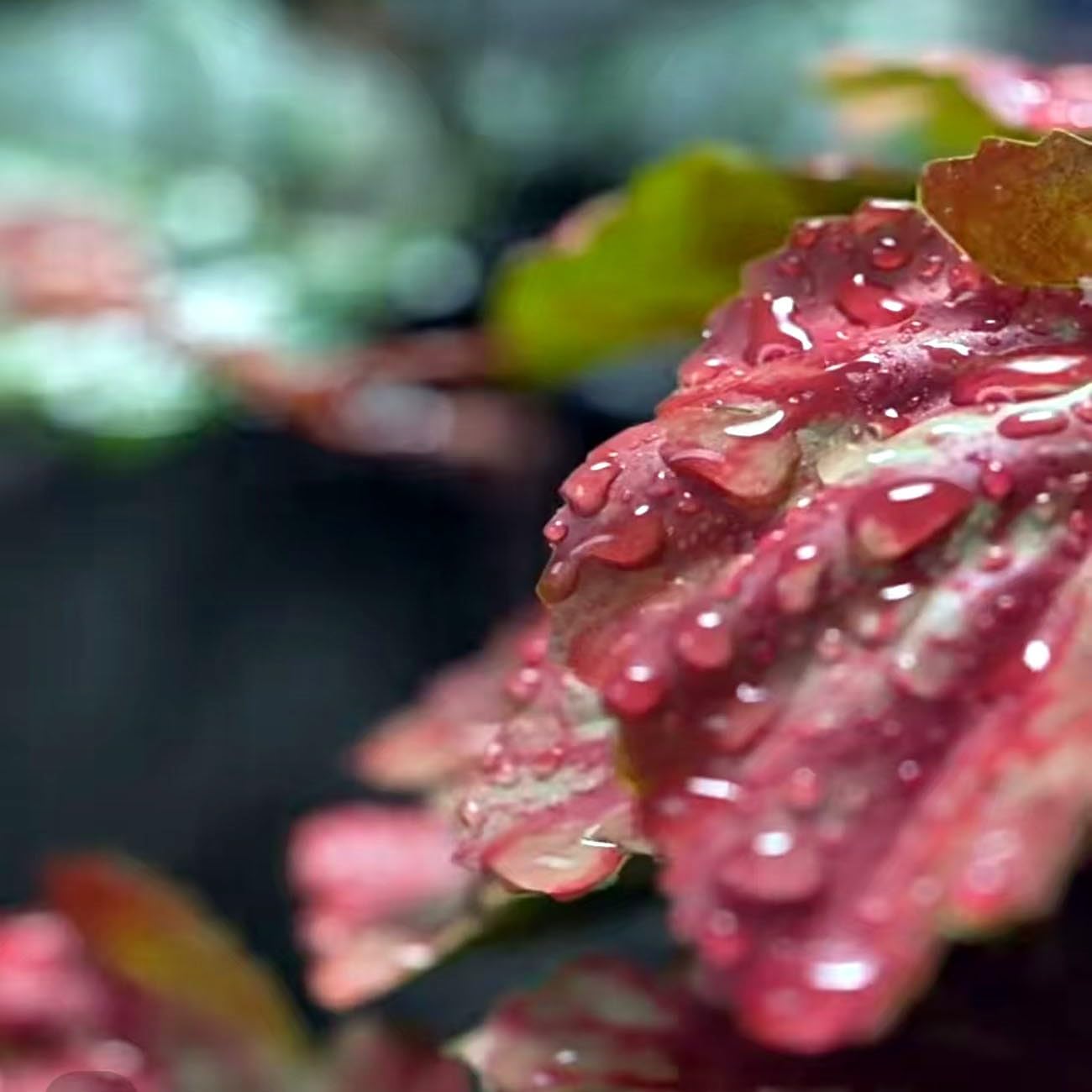 Reptile Plants for Terrarium Decor,Amphibian Habitat Decor,Artificial Plants for Gecko Chameleon Snake Tortoise Tank Accessories with Base (Pink heuchera micrantha)