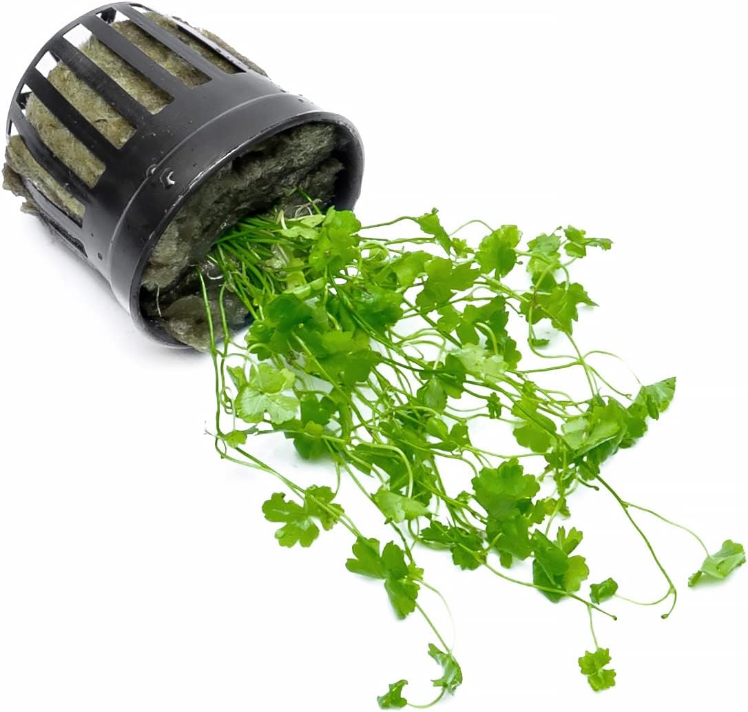 SubstrateSource Live Aquarium Stem Plants - Freshwater Aquatic Plant for Fish Tanks, Aquascaping - (Diamond Ludwigia Peruensis, 1 Bunch)