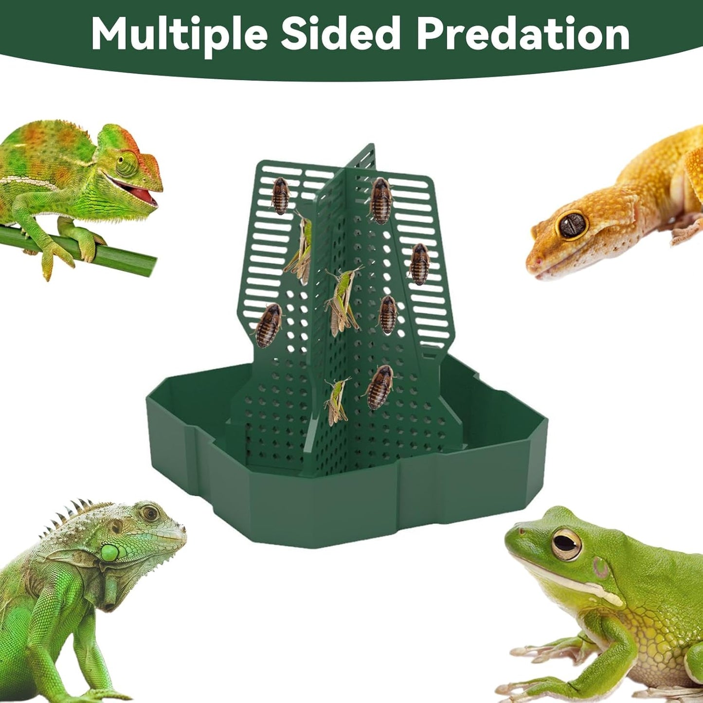 Chameleon Feeder Bearded Dragon Feeder for Mounted Insect with Rope and Tweezers, Tank and Aquarium Accessories for Lizard, Bearded Dragon, Gecko, Frog（Large）