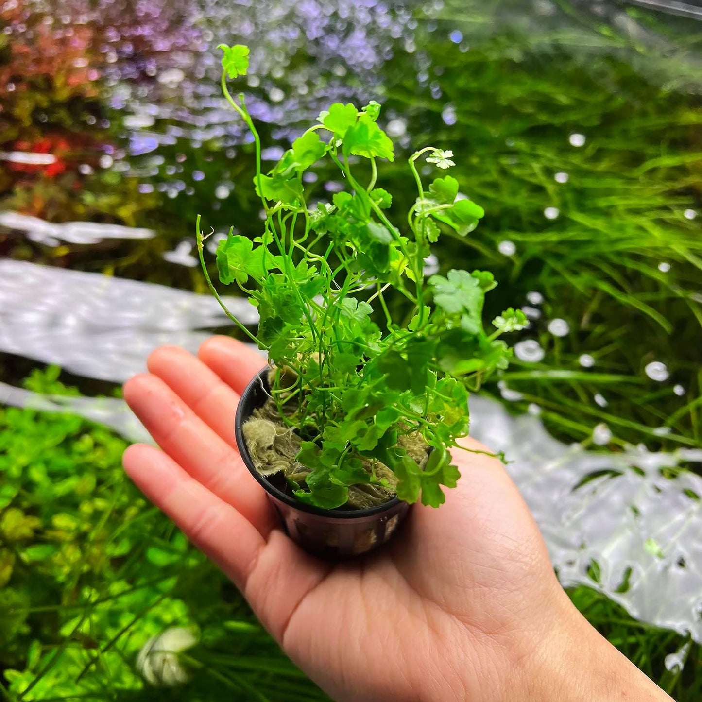 SubstrateSource Live Aquarium Stem Plants - Freshwater Aquatic Plant for Fish Tanks, Aquascaping - (Diamond Ludwigia Peruensis, 1 Bunch)