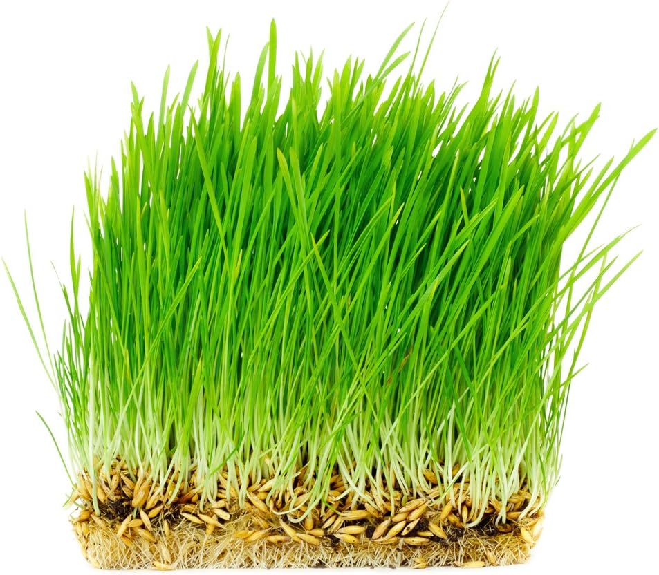 Thunder Acres Non GMO, Certified Organic, Oat Seed (1 lb.)