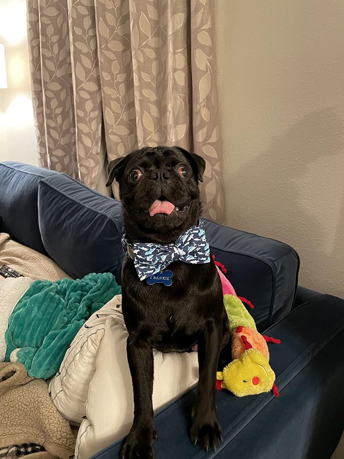 Elegant Little Tail Bowtie Dog Collar - Shark Print, Adjustable for X-Large Dogs