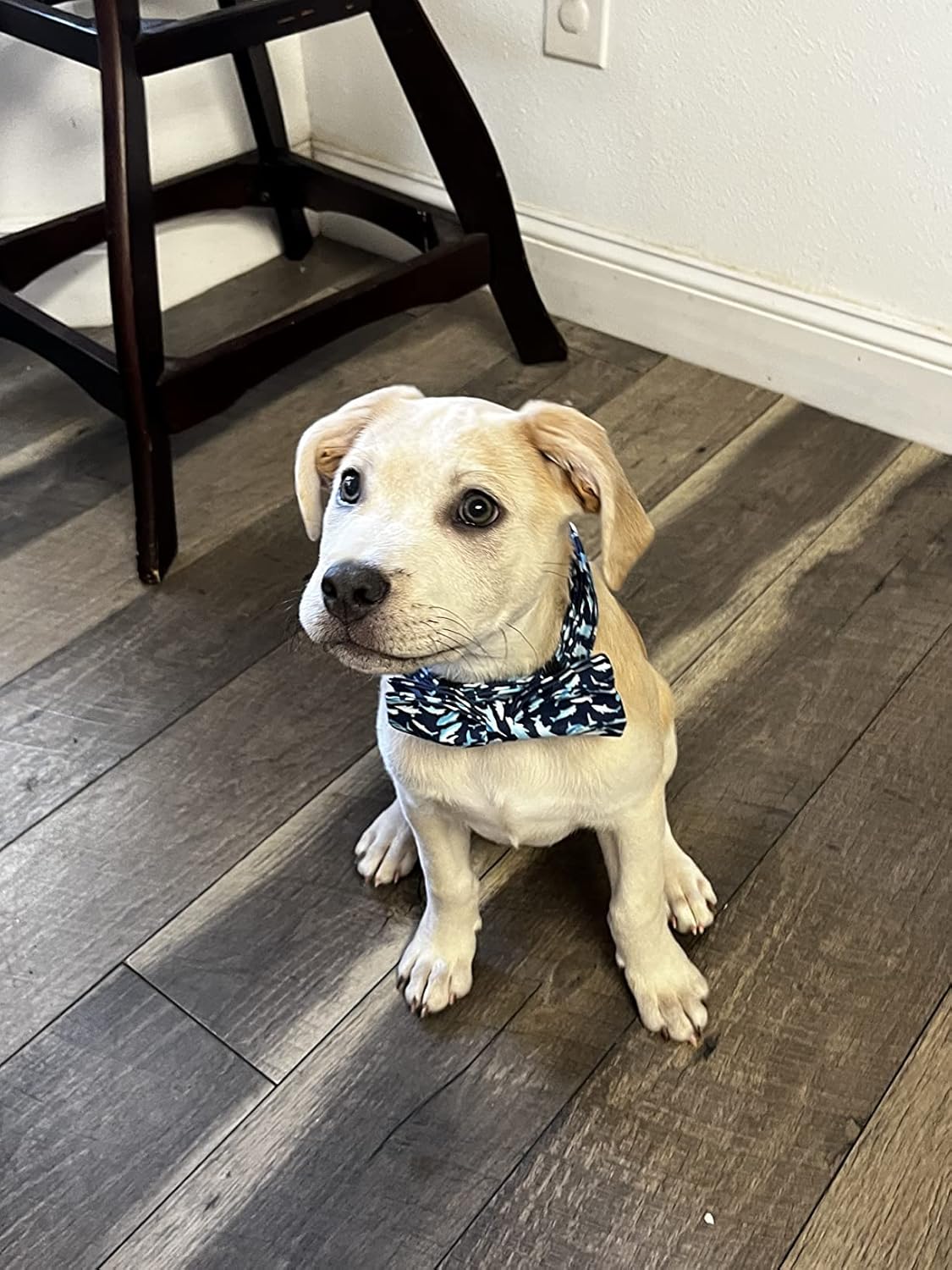 Elegant Little Tail Shark Print Adjustable Bowtie Collar for Large Dogs