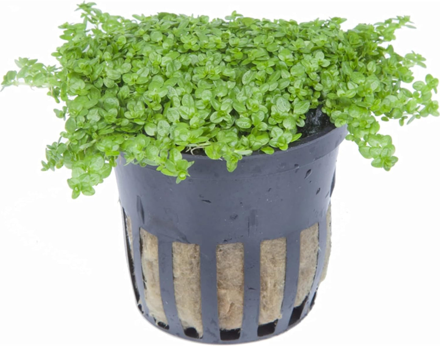 Foreground Potted Live Aquarium Plants | Freshwater Aquatic Plants for Aquariums (Potted Dwarf Baby Tears)