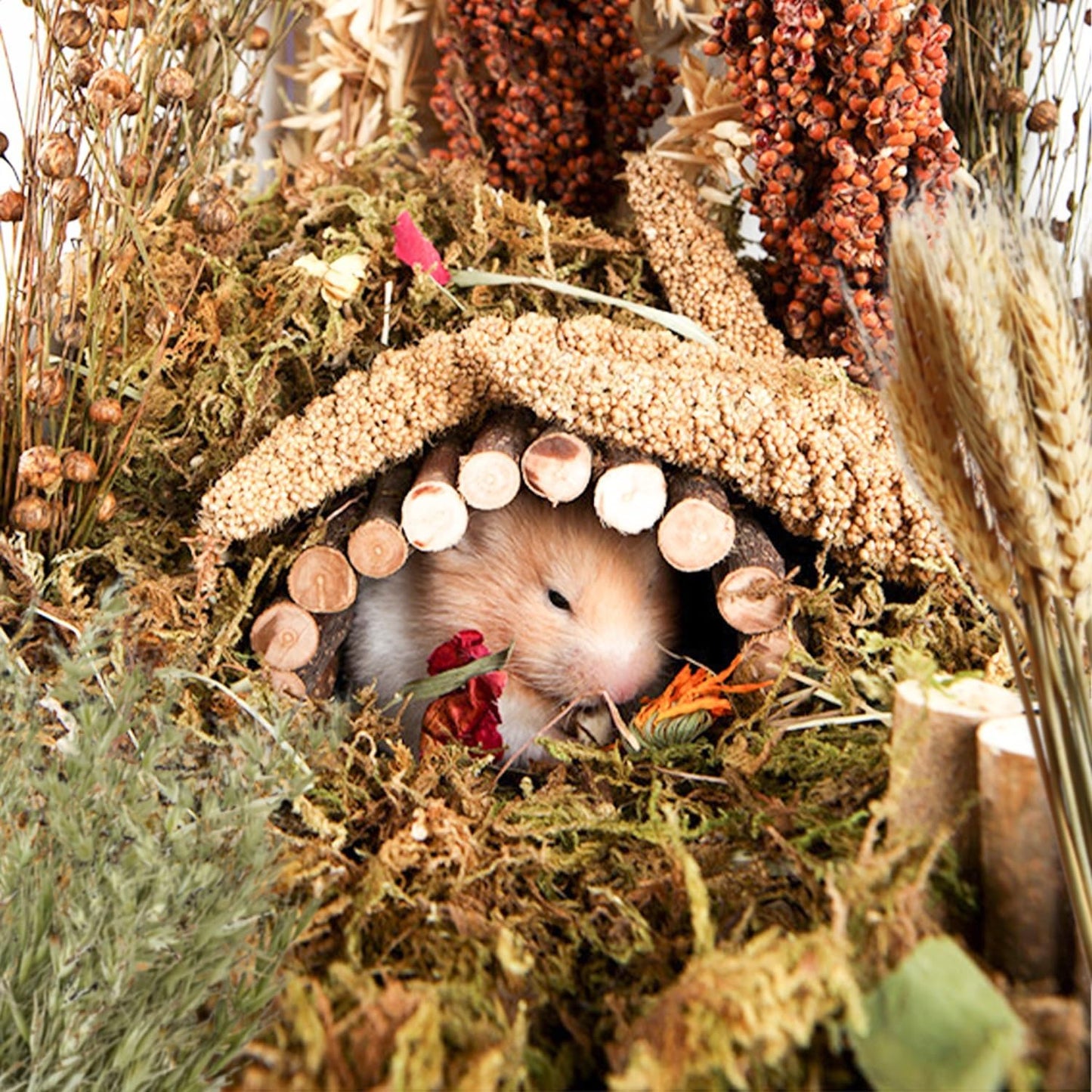 Natural Ear of Grain Flower&Herb Bedding Mate Habitat Decor, Adding Fun Hamster Accessories for Hamsters Gerbils Lemming