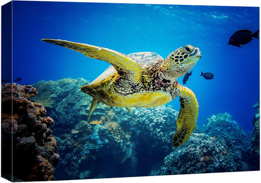 wall26 Canvas Print Wall Art Vibrant Ocean Underwater Swimming Turtle Nature Animals Photography Realism Rustic Scenic Landscape Wilderness Earth Colorful for Living Room, Bedroom, Office - 24"x36"