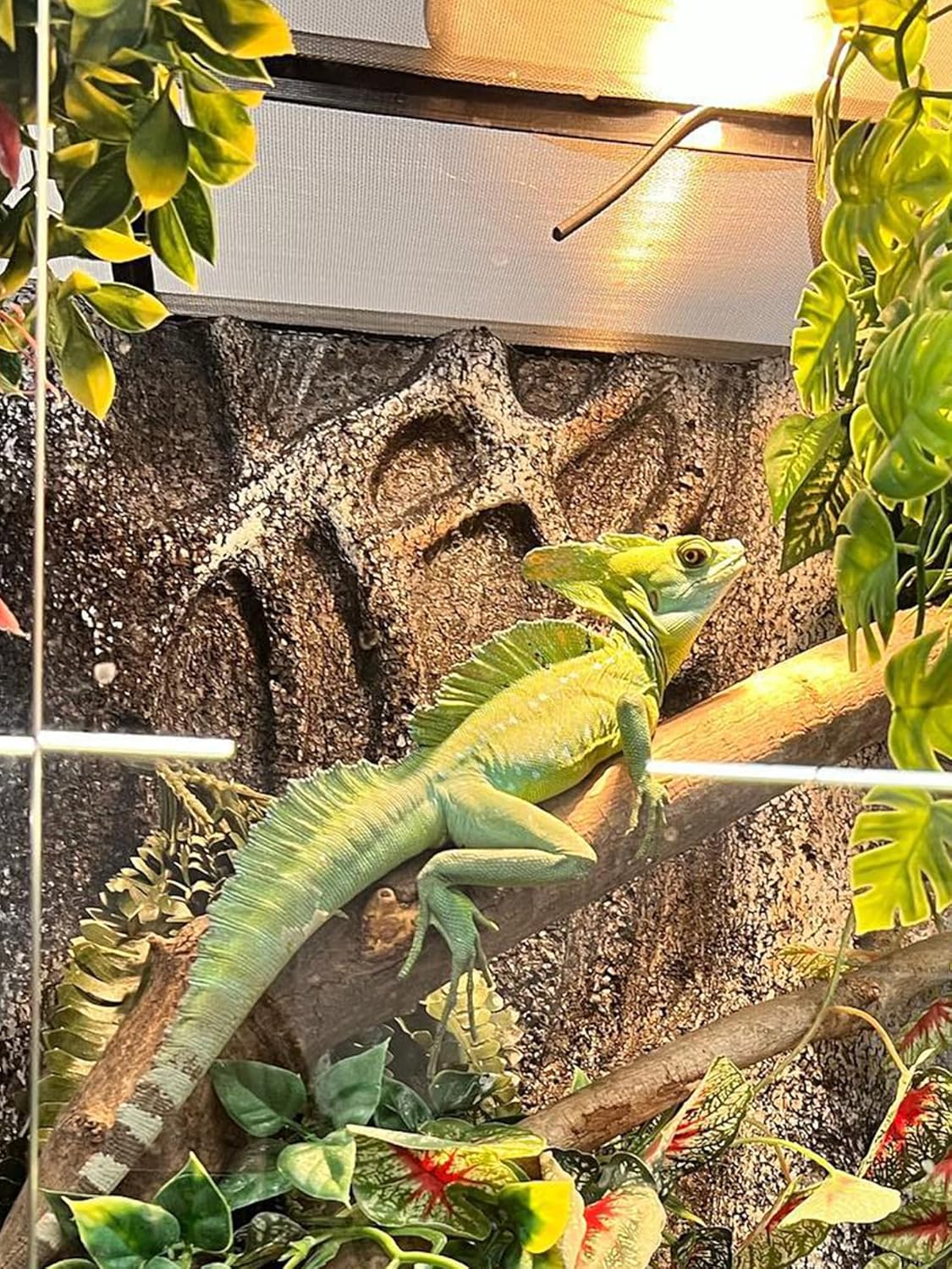 Heat Lamp Bulb, 80 Watt Pack of 2 Full Spectrum UVA UVB Reptile Heat Bulb, Basking Spot Light, Simulate Natural Sun Light for Reptile and Amphibian (Pack of 2)