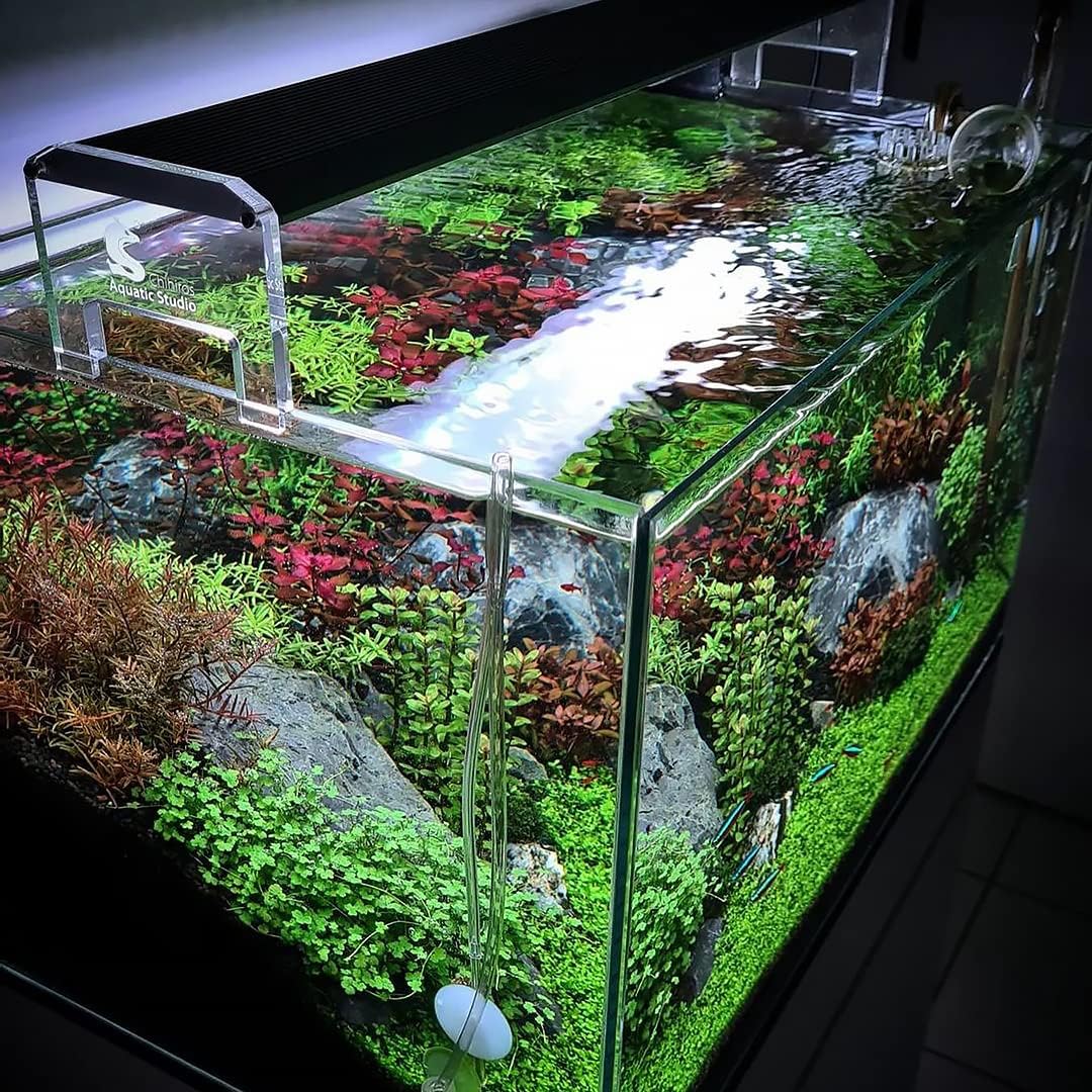 SubstrateSource Live Aquarium Stem Plants - Freshwater Aquatic Plant for Fish Tanks, Aquascaping - (Diamond Ludwigia Peruensis, 1 Bunch)