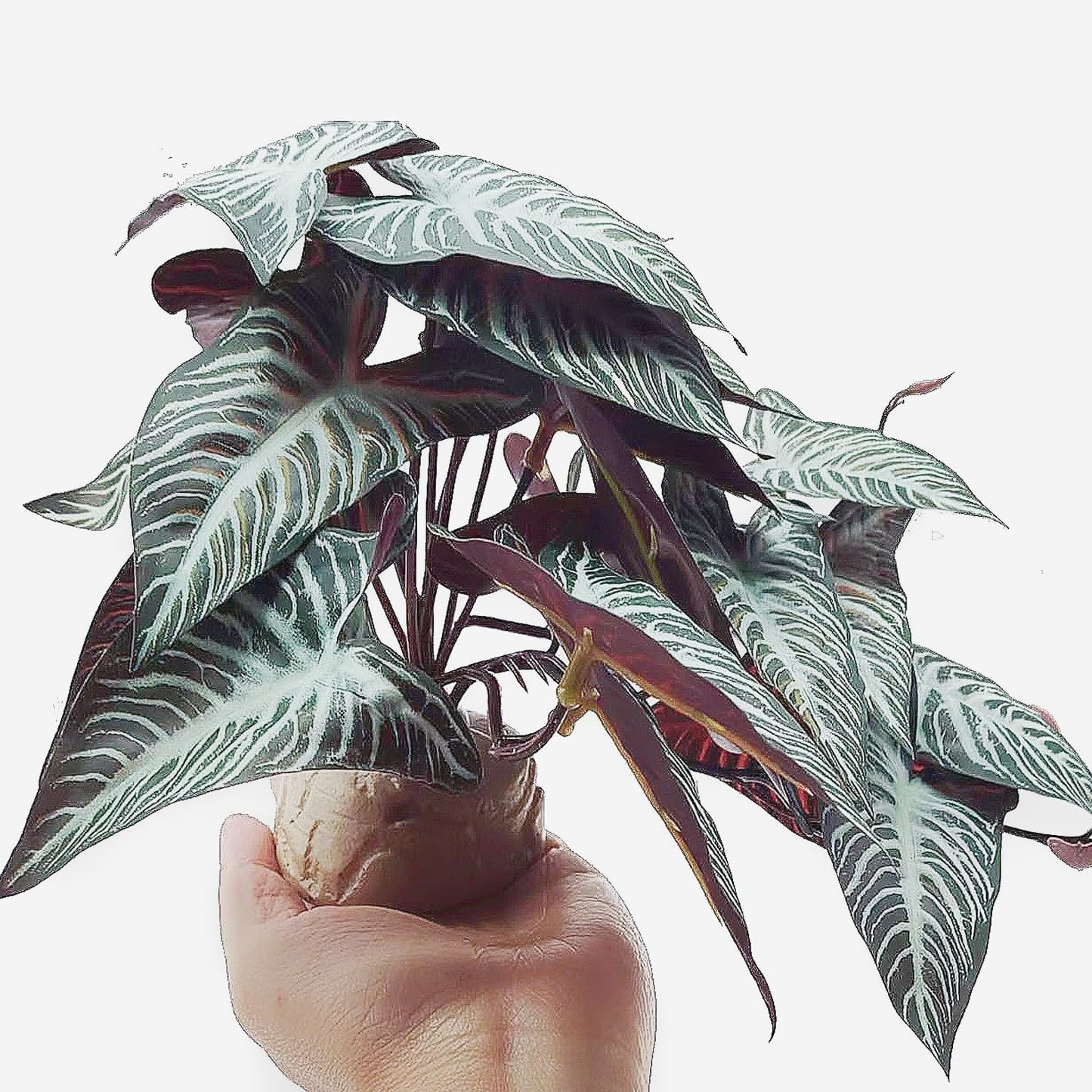 Reptile Plants,Terrarium Decor,Amphibian Habitat Decor,Artificial Plants for Gecko Chameleon Snake Tortoise Tank Accessories with Base(Xanthosoma sagittifolium)