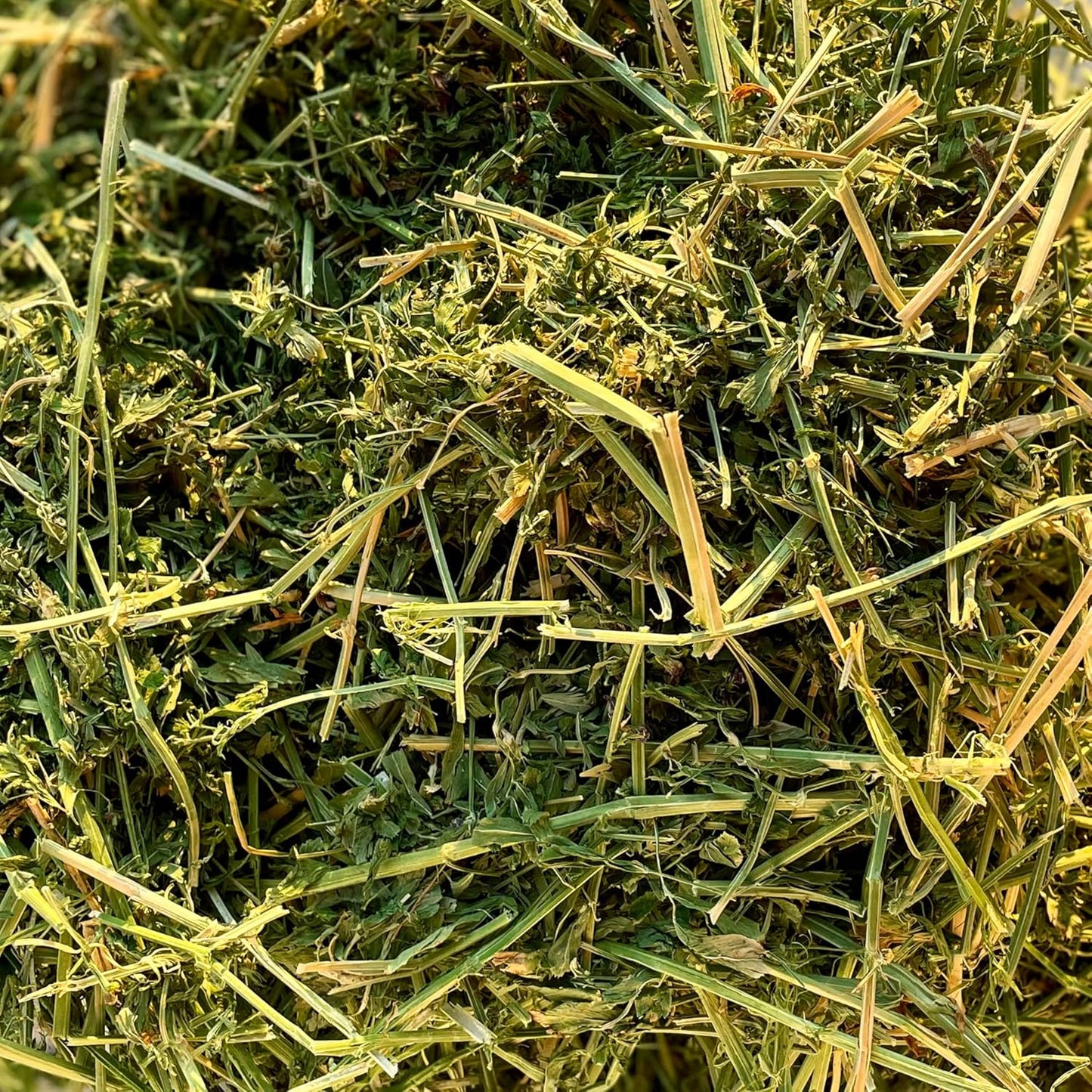 Blue Mountain Hay High-Altitude Hay - Organic Alfalfa, 10lb - High Protein, Fiber & Mineral-Rich - Soft, Leafy, High Leaf Retention - Ideal for Goats, Rabbits, Guinea Pigs & Other Small Animals