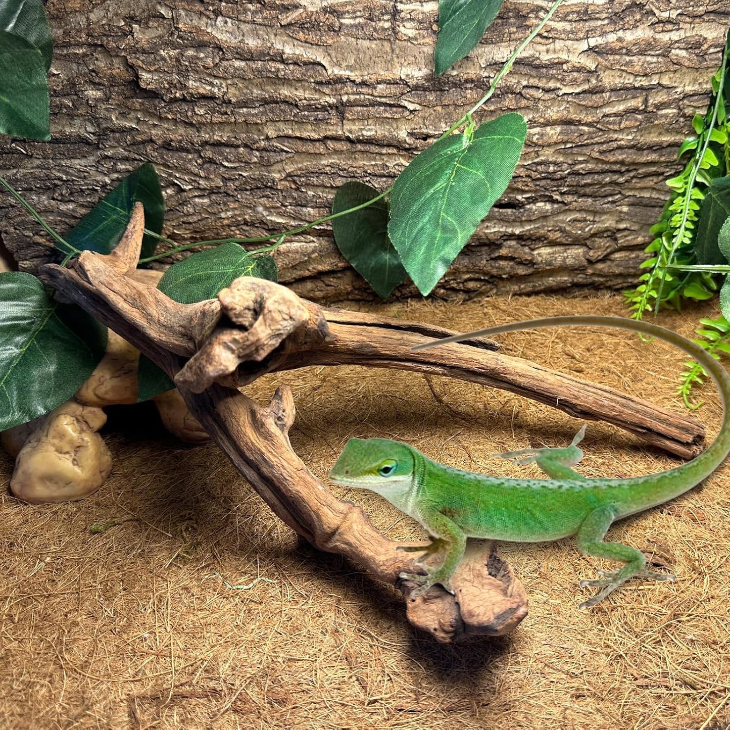 BNOSDM 2PCS Snake Climbing Branches,Reptile Natural Coral Driftwood Branches Decor,Lizard Habitat Decoration Accessories, Terrarium Tree Trunk Ornament for Bearded Dragon Gecko Frog Chameleon Spider